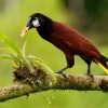 Vlhovec aztecky - Psarocolius montezuma - Montezuma Oropendola o5599
